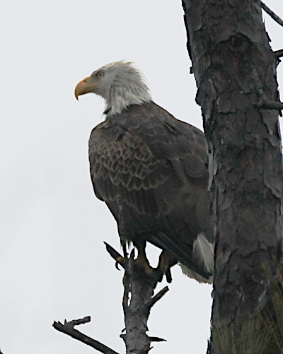 Eagle on perch