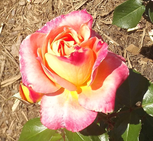 Pure Poetry Rose