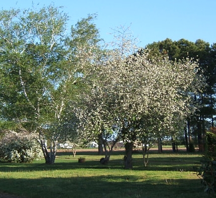 More dogwoods