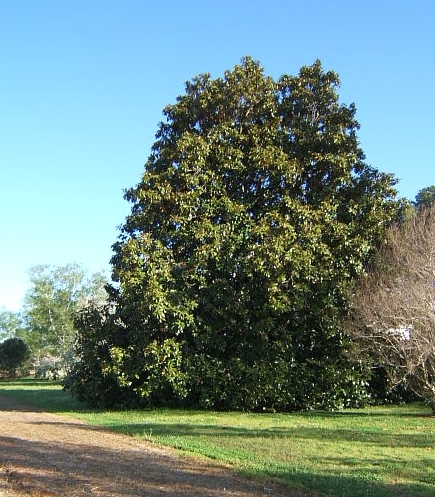 Magnolia Tree