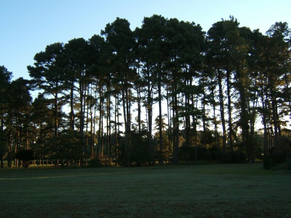 Picture of pine trees