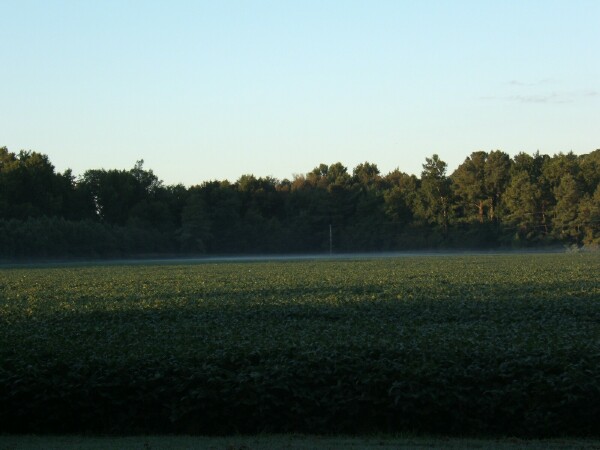 Picture of farm and forest