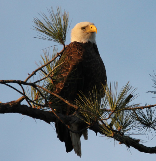 Eagle perched on branch