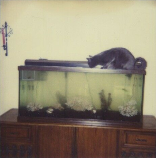 Cat on top of aquarium