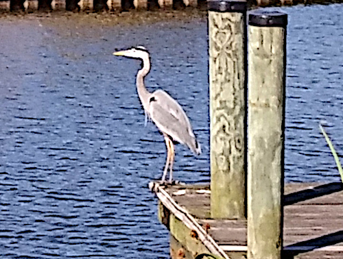 Blue heron on dock