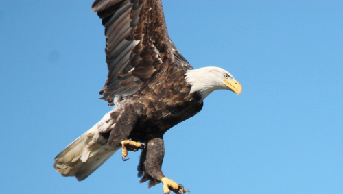 Eagle in flight