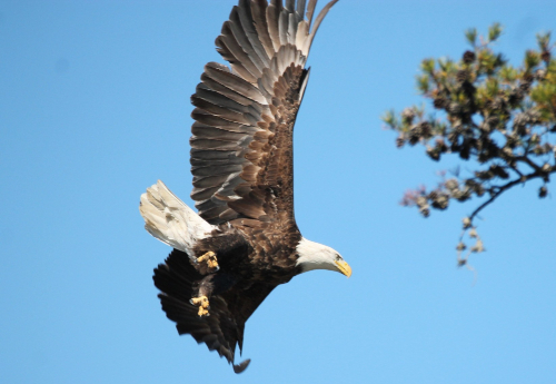 Eagle in flight