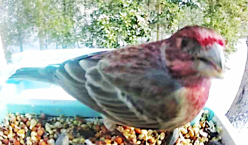 Bird at snowy birdfeeder