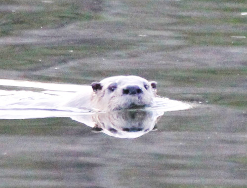 otter swimming in creek